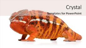  Presentation with work anniversary 7 years - Audience pleasing presentation theme consisting of two color - chameleon furcifer pardalis - sambava backdrop and a  colored foreground