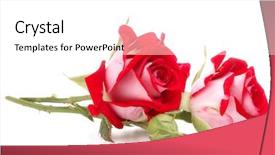  Presentation with red hibiscus rosa sinensis flower - Beautiful slides featuring two color - red rose flower bouquet isolated backdrop and a white colored foreground
