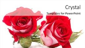  Presentation with rose flower - Presentation theme having two color - red rose flower bouquet isolated background and a  colored foreground
