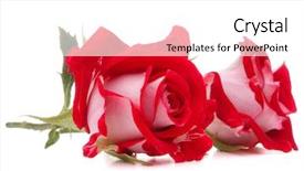  Presentation with red hibiscus rosa sinensis flower - Cool new slide deck with two color - red rose flower head isolated backdrop and a  colored foreground