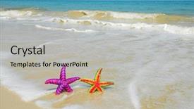  Presentation with starfish - Audience pleasing presentation consisting of two colorful starfish sitting backdrop and a light gray colored foreground