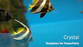  Presentation with fishes - Cool new slide set with two-colorful-stripped-tropical-fishes backdrop and a teal colored foreground