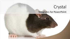  Presentation with white rat - PPT theme enhanced with two-coloured panda rat background and a white colored foreground