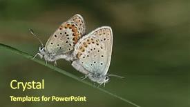  Presentation with rustic bridge pebbles purple butterflies - Audience pleasing slides consisting of two common buckeye butterflies mating backdrop and a tawny brown colored foreground