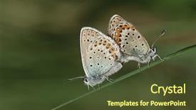  Presentation with butterflies - Cool new presentation theme with two common buckeye butterflies mating backdrop and a tawny brown colored foreground