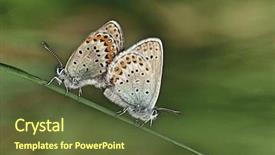  Presentation with butterflies - Amazing theme having two common buckeye butterflies mating backdrop and a tawny brown colored foreground