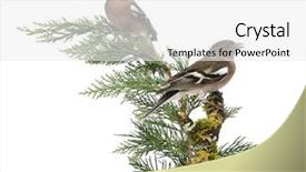  Presentation with branch - Slide set consisting of two common chaffinch males - fringilla coelebs - perched on a green branch isolated on white background and a white colored foreground