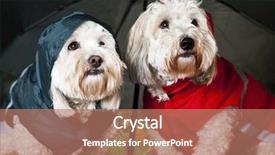  Presentation with sad dog abandoned dogs - PPT theme featuring two coton de tulear dogs background and a coral colored foreground