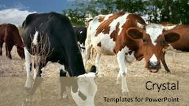  Presentation with holstein cows at dairy farm - Audience pleasing presentation design consisting of two cows grazing backdrop and a coral colored foreground
