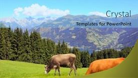  Presentation with mountain view - Slide deck consisting of two-cows-grazing background and a  colored foreground