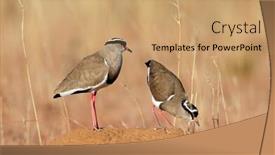  Presentation with south africa - Cool new slide deck with two-crowned-plovers-vanellus-coronatus backdrop and a coral colored foreground