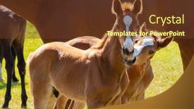  Presentation with colored - PPT theme with two-cuddling-chestnut-colored-foals background and a tawny brown colored foreground