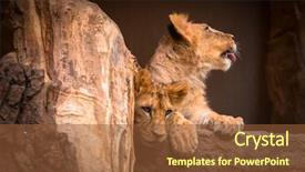  Presentation with lions - Cool new PPT layouts with two cute baby lions portrait backdrop and a tawny brown colored foreground