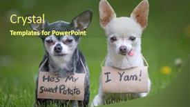  Presentation with toilet - PPT theme with two-cute-chihuahuas-wearing-signs background and a tawny brown colored foreground