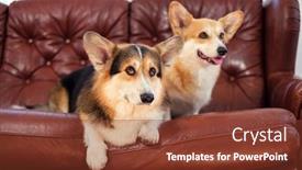  Presentation with dogs - PPT theme having two-cute-corgi-dogs background and a tawny brown colored foreground