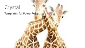  Presentation with curiosity - Presentation theme consisting of two-cute-curiosity-giraffes-isolated background and a white colored foreground