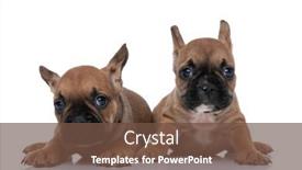  Presentation with sad dog abandoned dogs - Slides with two-cute-french-bulldog-dogs background and a tawny brown colored foreground