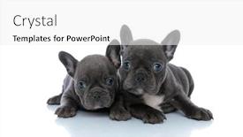  Presentation with cute - Theme consisting of two-cute-french-bulldog-puppies background and a white colored foreground