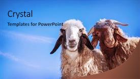  Presentation with domestic animals - Presentation consisting of two cute funny young sheep background and a teal colored foreground