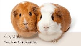  Presentation with pigs - Theme enhanced with two-cute-guinea-pigs-isolated background and a coral colored foreground