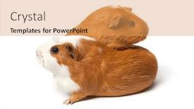  Presentation with pigs - Presentation consisting of two-cute-guinea-pigs-isolated and a yellow colored foreground
