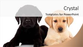  Presentation with two cute sisters playing - Presentation theme having two cute labrador puppies - both background and a white colored foreground