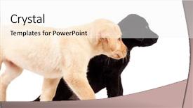  Presentation with cute - PPT theme enhanced with two cute labrador puppies - both background and a white colored foreground