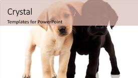  Presentation with cute - Presentation design consisting of two cute labrador puppies - both background and a coral colored foreground