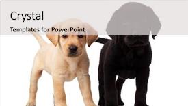  Presentation with two cute sisters playing - Cool new PPT theme with two cute labrador puppies - both backdrop and a light gray colored foreground