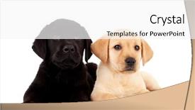  Presentation with cute - PPT theme consisting of two cute labrador puppies - looking background and a white colored foreground