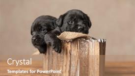  Presentation with dogs - PPT layouts consisting of two-cute-labrador-retriever-dogs background and a coral colored foreground