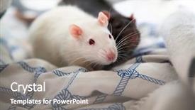  Presentation with rat - Slides enhanced with two cute pet rats resting background and a gray colored foreground