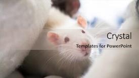  Presentation with pet rats - Cool new slides with two cute pet rats resting in a blanket backdrop and a mint green colored foreground