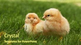  Presentation with chick - Presentation design having two cute yellow chicks background and a tawny brown colored foreground