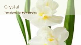  Presentation with daffodil - PPT theme enhanced with two-daffodil-flower-isolated background and a soft green colored foreground