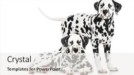  Presentation with dogs - PPT layouts with two dalmatian dogs together background and a white colored foreground
