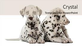  Presentation with two roads - PPT theme featuring two dalmatian puppies in front of a white background background and a soft green colored foreground
