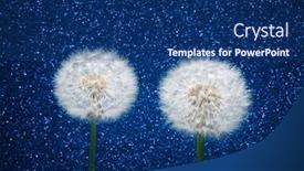  Presentation with glitter - Cool new slide set with two-dandelion-flowers-on-blue backdrop and a ocean colored foreground