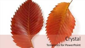  Presentation with red and gold leaves - Audience pleasing slides consisting of two dark red aspen leaves backdrop and a  colored foreground