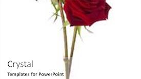  Presentation with roses - Presentation enhanced with two-dark-red-roses-isolated background and a white colored foreground