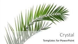  Presentation with date palm - Amazing presentation theme having two-date-palm-leaves-isolated backdrop and a white colored foreground