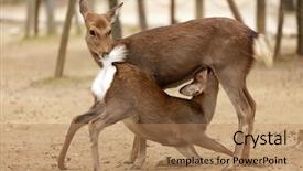  Presentation with sex - Amazing slide deck having two deers in indecent sexual backdrop and a coral colored foreground