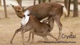  Presentation with kids sexual - Cool new PPT layouts with two deers in indecent sexual backdrop and a coral colored foreground