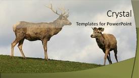  Presentation with deer - Presentation theme consisting of two deers background and a soft green colored foreground