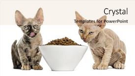  Presentation with eating - Amazing PPT theme having two devon rex kittens eating backdrop and a lemonade colored foreground
