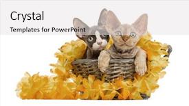  Presentation with yellow paper - Audience pleasing PPT layouts consisting of two devon rex kittens backdrop and a  colored foreground