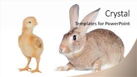  Presentation with animals - Beautiful theme featuring two different farm s animals backdrop and a white colored foreground