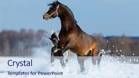  Presentation with horses - Cool new theme with two different horses get fun backdrop and a sky blue colored foreground