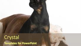  Presentation with brussels - Colorful slide deck enhanced with two-different-purebred-dogs backdrop and a tawny brown colored foreground