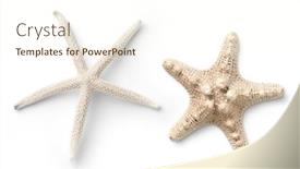  Presentation with starfish - Presentation theme consisting of two-different-types-of-white background and a cream colored foreground